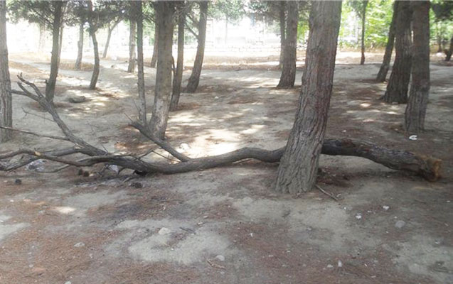 polis-agaclari-qurutmaq-isteyenleri-axtarir